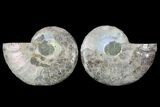 Cut & Polished Ammonite Fossil - Agatized #78555-1